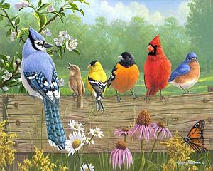 PAINT BY NUMBERS 40x50CM - BIRDS ON A FENCE