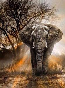 DIAMOND PAINTING 40x50CM - ELEPHANT IN THE SAVANNA
