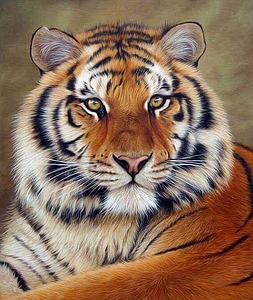 DIAMOND PAINTING 40x50CM - TIGER EYE