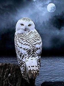 DIAMOND PAINTING 40x50CM - WHITE OWL