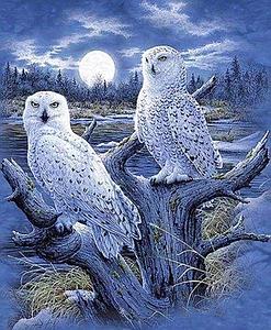 DIAMOND PAINTING 40x50CM - OWLS AND MOON