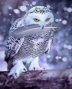 DIAMOND PAINTING 40x50CM - OWL FEATHER