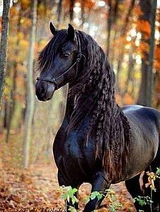 DIAMOND PAINTING 40x50CM - BLACK MARE
