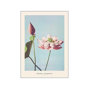 OGAWA KAZUMASA - LOTUS FLOWER - 50X70CM